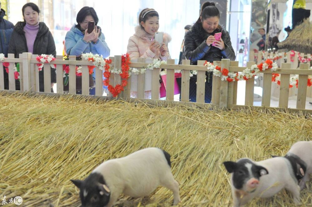 辽宁省沈阳某商场布置小猪乐园，小猪萌翻吸引市民围观挑逗显童趣