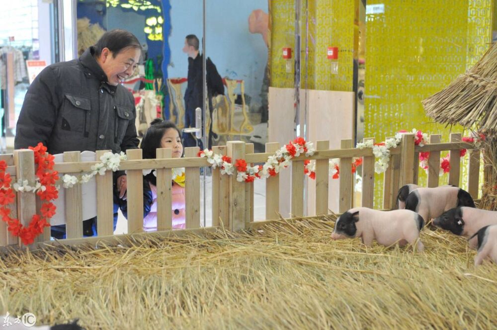 辽宁省沈阳某商场布置小猪乐园，小猪萌翻吸引市民围观挑逗显童趣