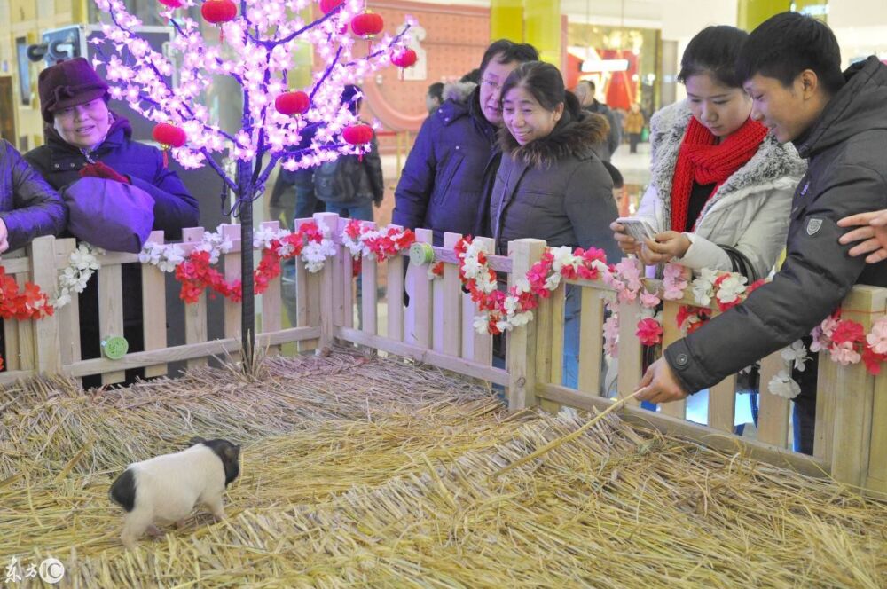 辽宁省沈阳某商场布置小猪乐园，小猪萌翻吸引市民围观挑逗显童趣