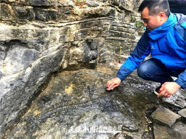 龙宫果真有龙！安顺市龙宫镇发现古生物化石群