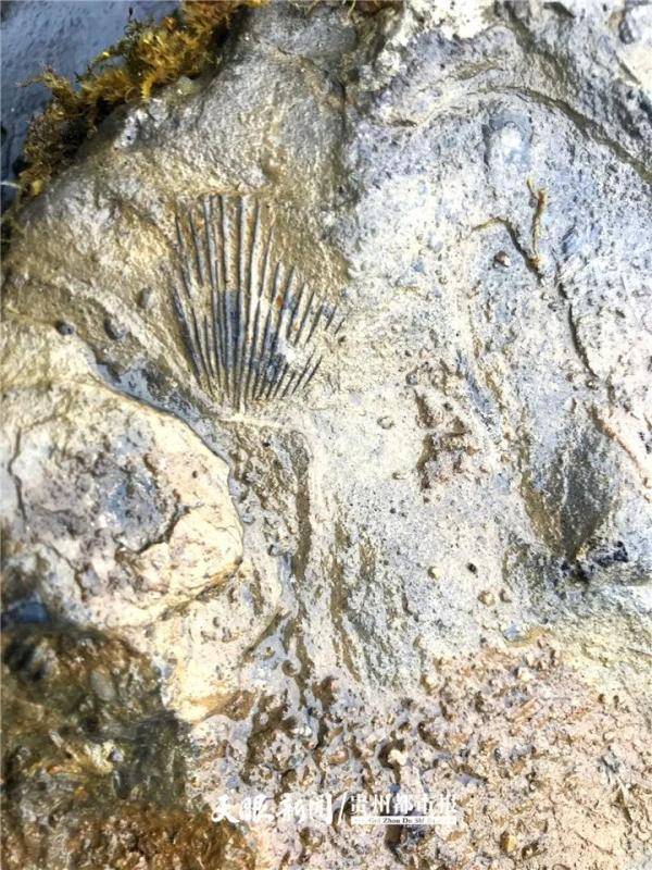 龙宫果真有龙！安顺市龙宫镇发现古生物化石群
