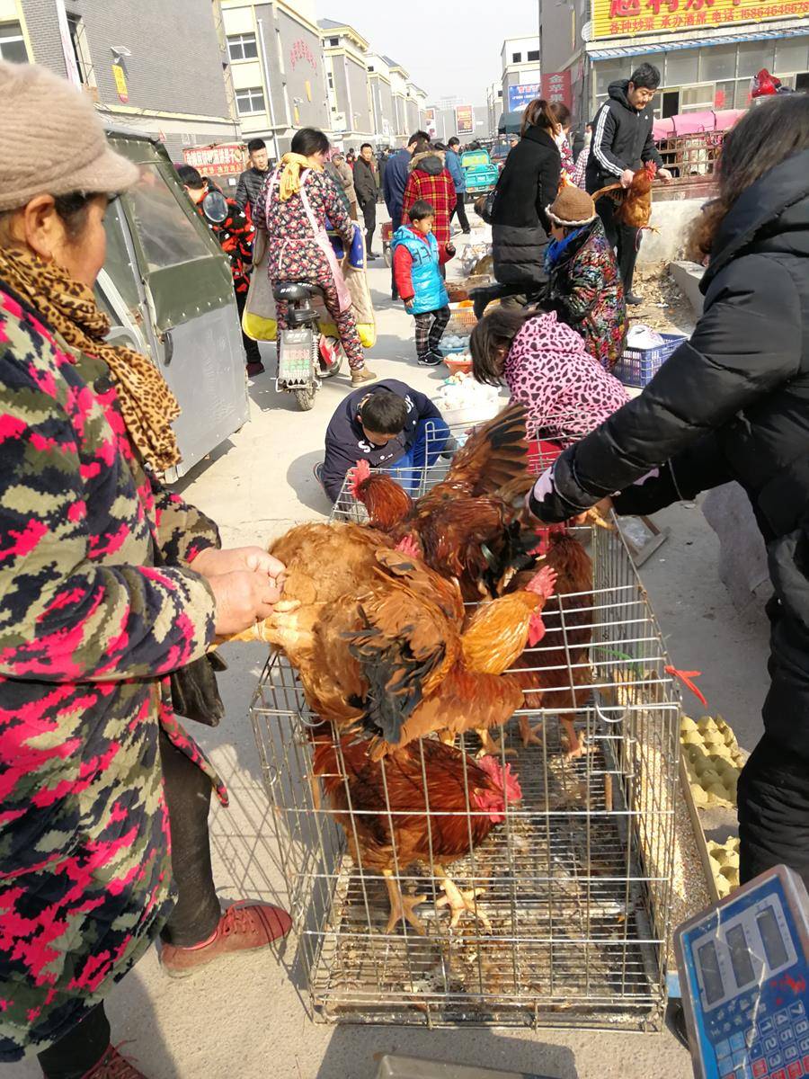 年关农村大集大红公鸡卖的火，大姐180元买两只，等孩子回家过年