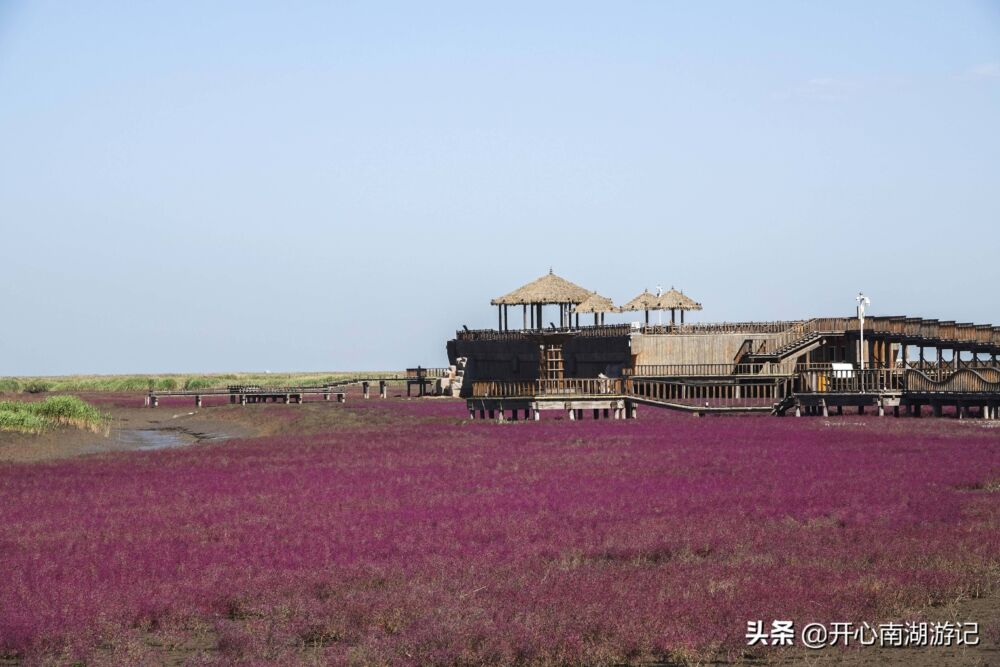 辽宁盘锦红海滩，国庆节前后人多拥挤，现在，红色不差，可尽兴看