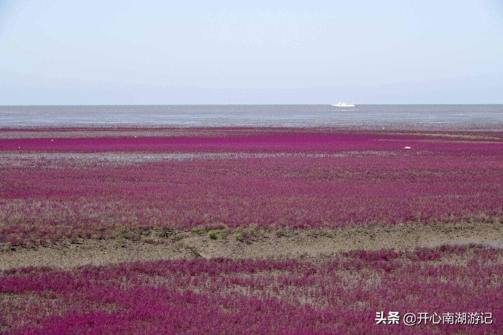 辽宁盘锦红海滩，国庆节前后人多拥挤，现在，红色不差，可尽兴看