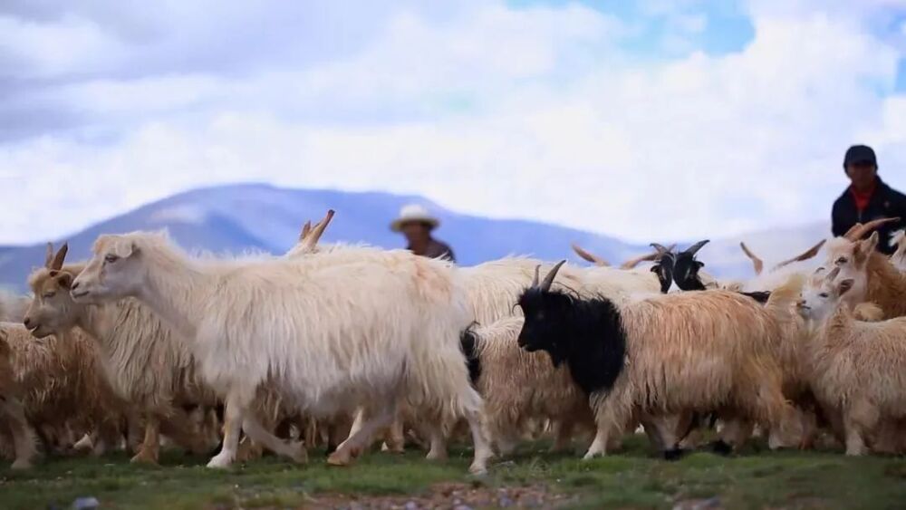 世界级奢侈羊绒、“肉中人参”的羊肉都产自这个地方