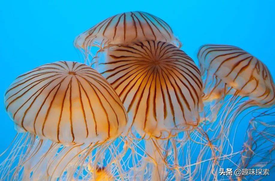 活了5亿年！竟有水母可以一直不死？科学家发现水母的5个事实