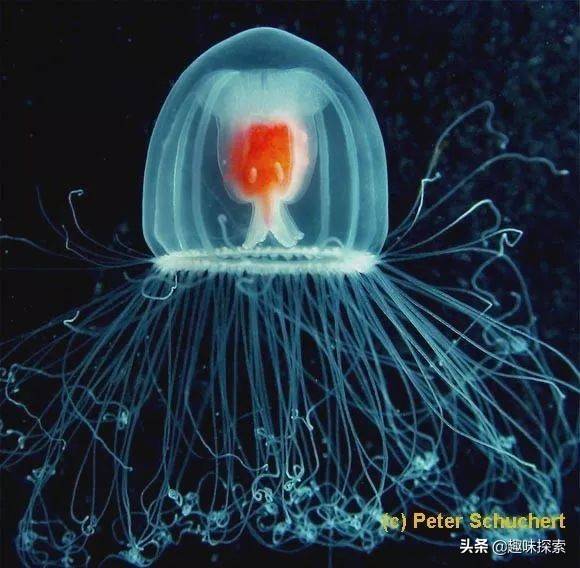 活了5亿年！竟有水母可以一直不死？科学家发现水母的5个事实