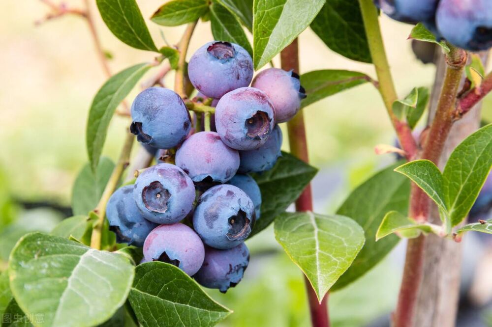 珠宝蓝莓树苗品种特点介绍，2-3年的珠宝蓝莓树苗基地批发价格