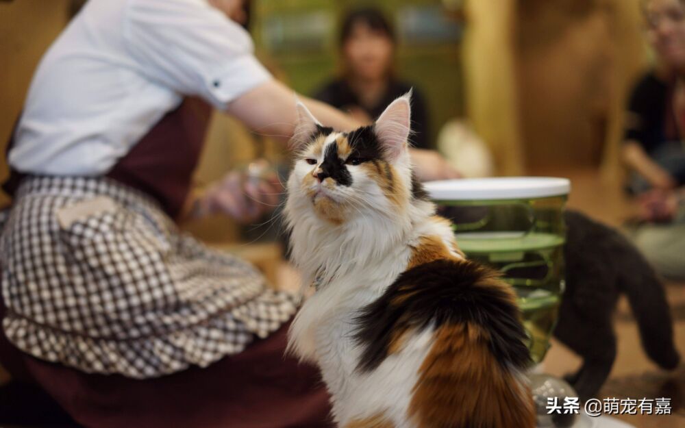流浪猫咪中转站？一个救助流浪猫的咖啡厅，3年送养180只猫