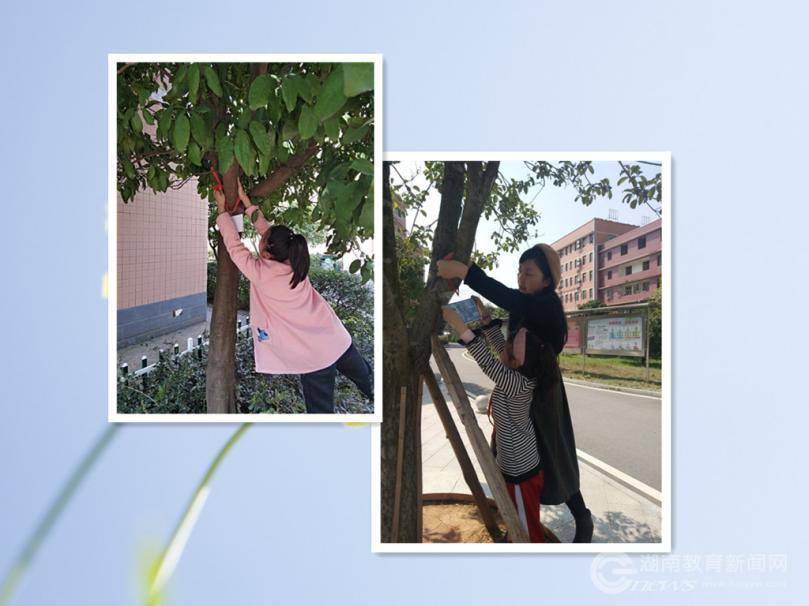 长沙县丁家小学：开展“我和小树共成长”活动