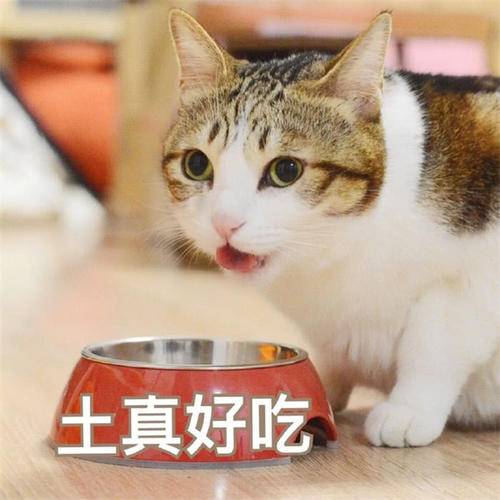 养猫好物大公开｜养猫种草囤货指南
