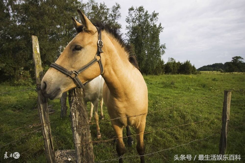 马为什么站着睡觉？