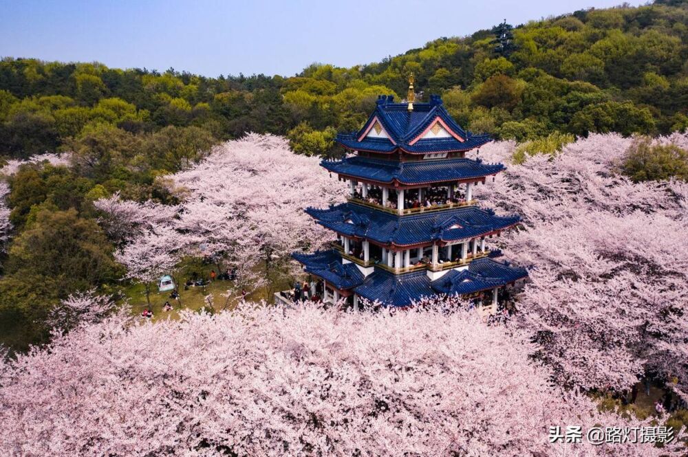 不输日本，中国最美的4处赏樱地，最后一个是全球最大的樱花基地