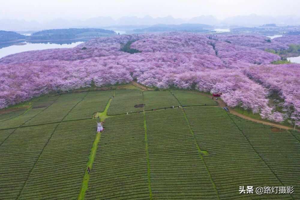 不输日本，中国最美的4处赏樱地，最后一个是全球最大的樱花基地