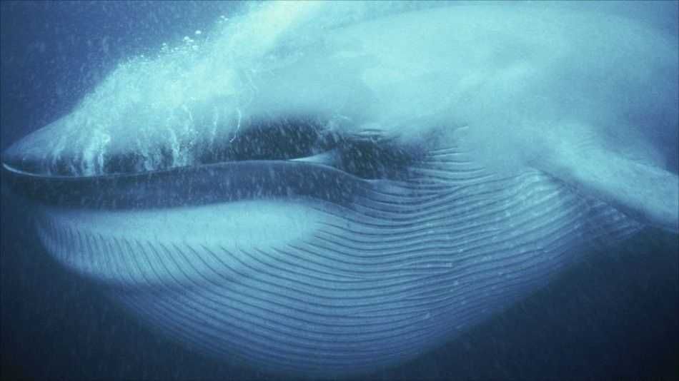 蓝鲸个头有多大？心脏像个小汽车，舌头能站50人，音量大得超飞机