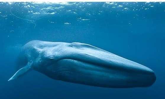 蓝鲸个头有多大？心脏像个小汽车，舌头能站50人，音量大得超飞机