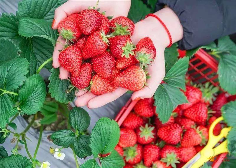 草莓、冬桃……乡村采摘游约起来，收获深秋的第一波甜蜜