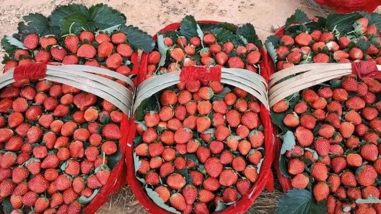 草莓、冬桃……乡村采摘游约起来，收获深秋的第一波甜蜜
