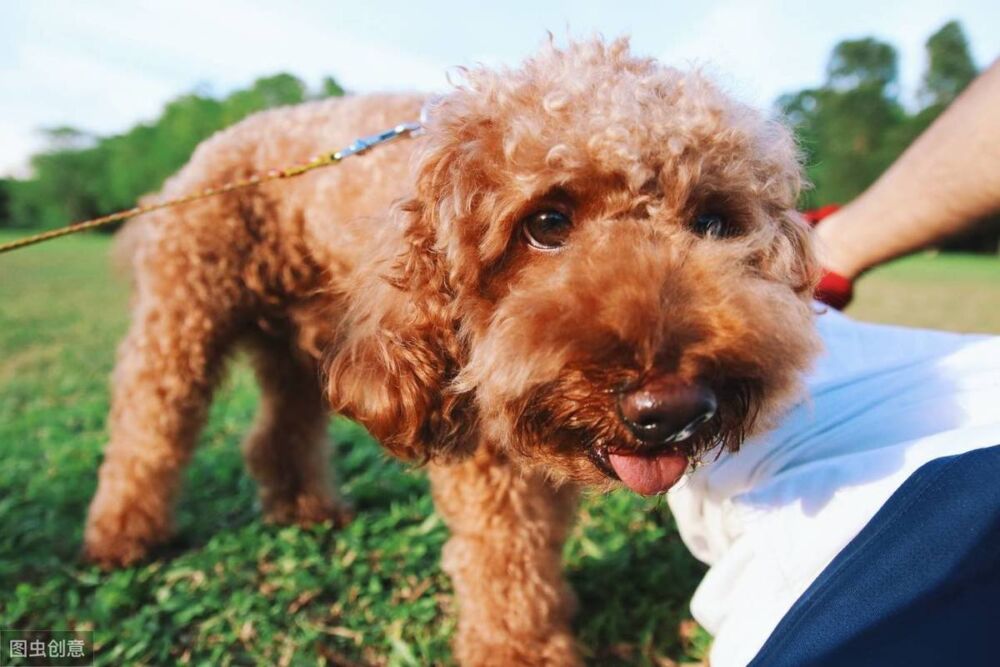 泰迪犬入门训练计划，不知道怎么训练的，可以看过来！