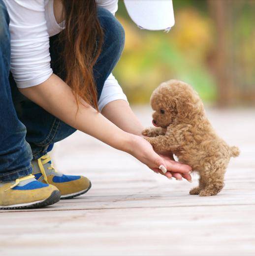 泰迪犬入门训练计划，不知道怎么训练的，可以看过来！