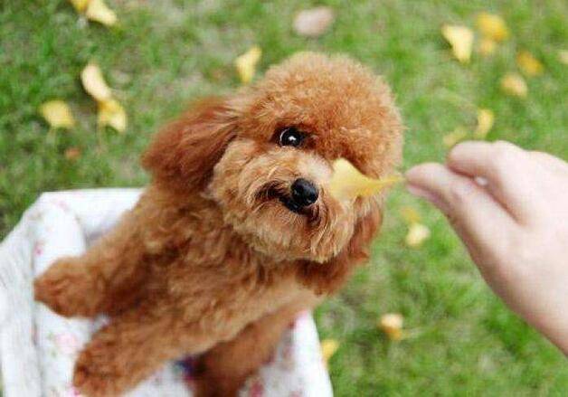 泰迪犬入门训练计划，不知道怎么训练的，可以看过来！