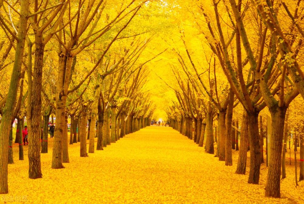 秋天，最美不过银杏树