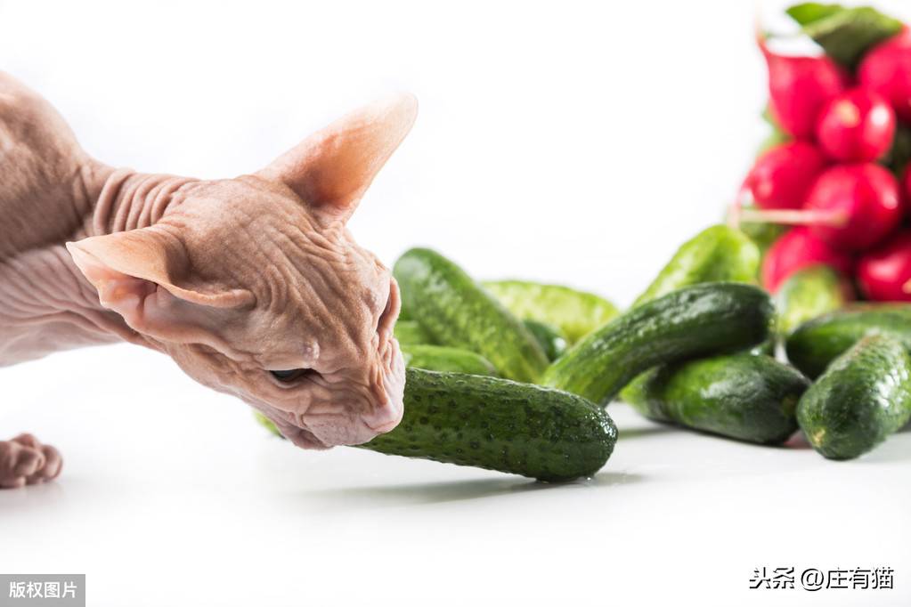 猫咪为什么怕黄瓜，知道真相的我，好后悔
