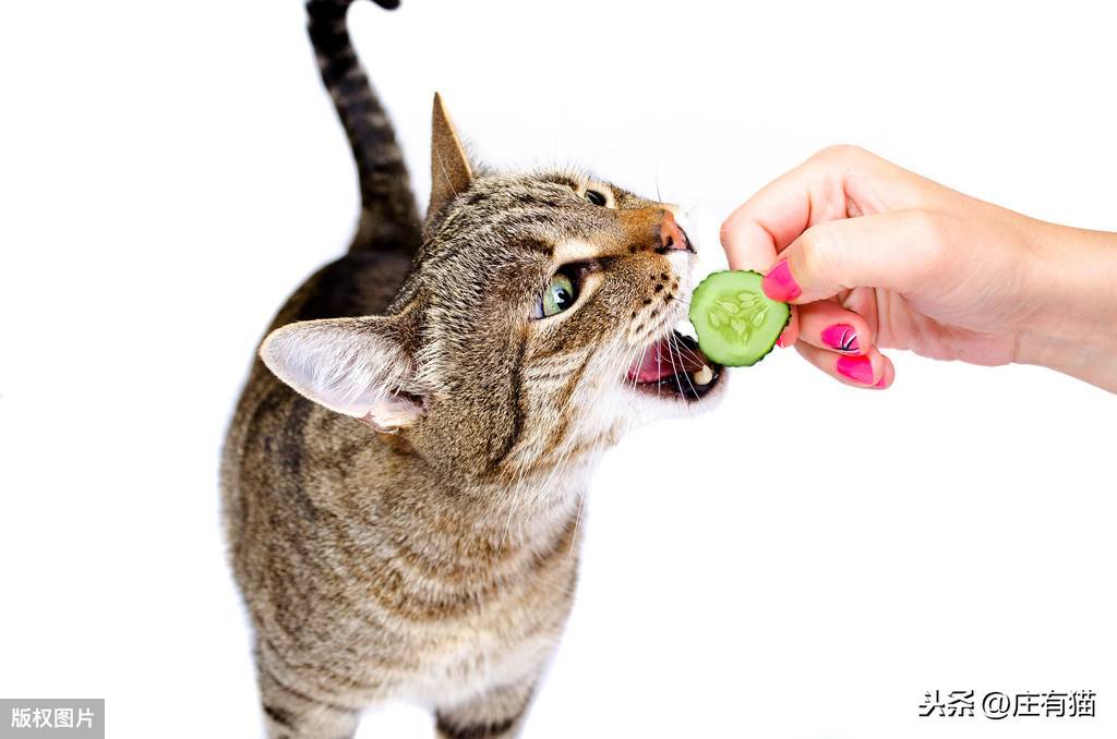 猫咪为什么怕黄瓜，知道真相的我，好后悔