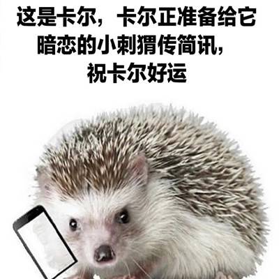 表情包：刺猬卡尔表情包大全