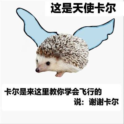 表情包：刺猬卡尔表情包大全