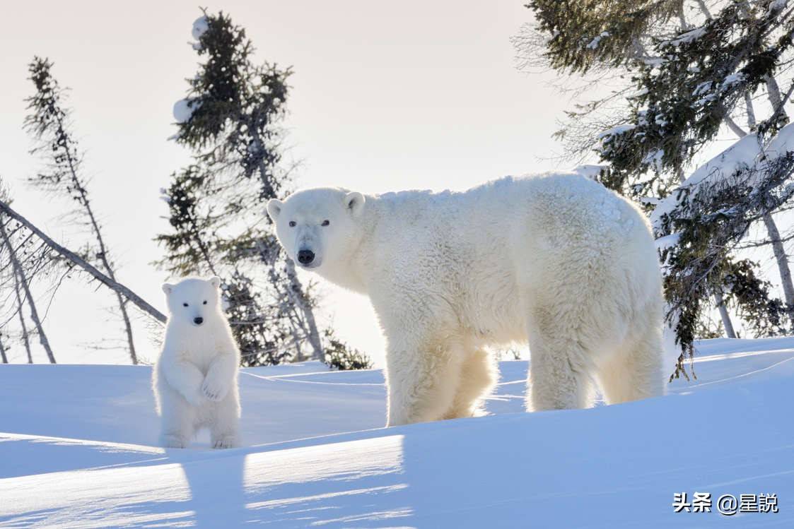 北极熊尽然不是白色，你可能不知道的10个科普小知识？