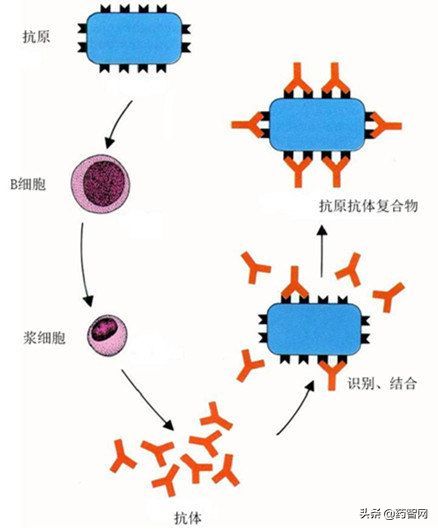 免疫球蛋白中的“精英”药物领域的新锐——单抗