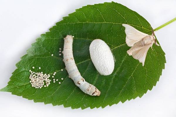 蚕宝宝为何只爱吃桑叶？上海科学家的研究或可改掉家蚕“挑食”坏习惯