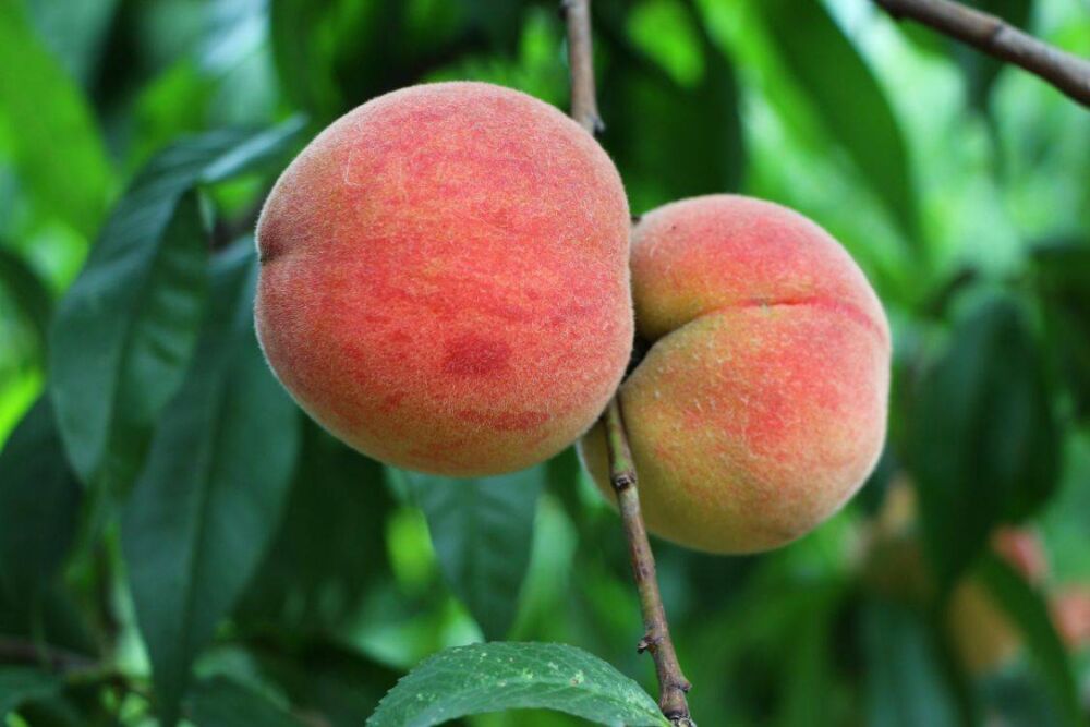 桃子被誉为“天下第一果”，还有“肺之果”之称，有5大好处