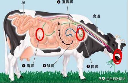 「随堂练」小学语文三年级上册第10课练习：《在牛肚子里旅行》