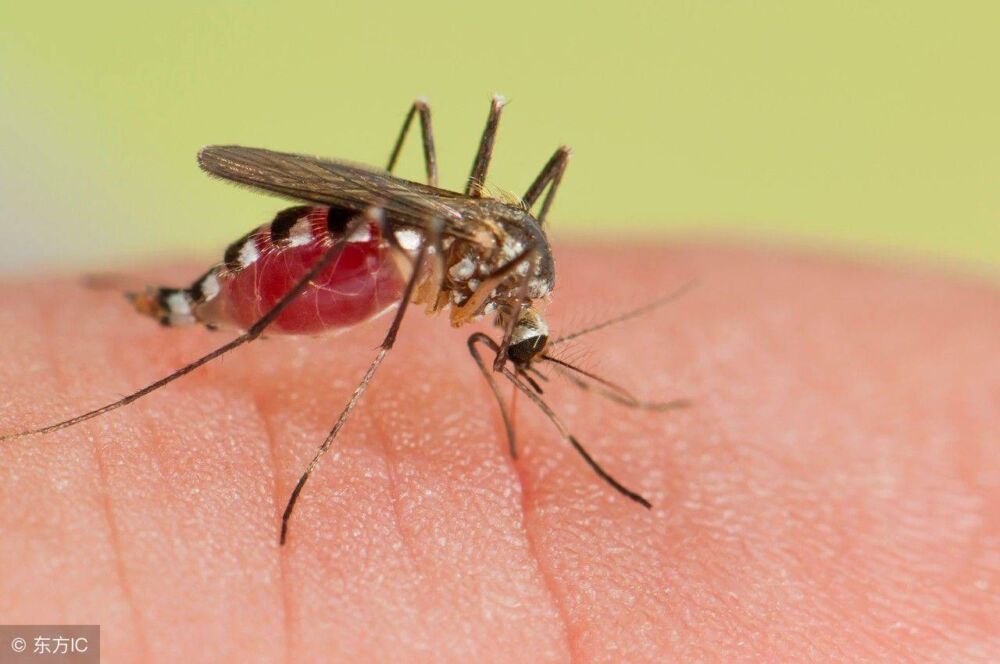 疟疾是怎么回事？真的很可怕吗？别大意，预防是关键