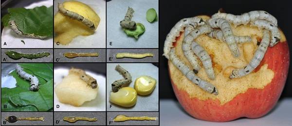 蚕宝宝为何只爱吃桑叶？上海科学家的研究或可改掉家蚕“挑食”坏习惯