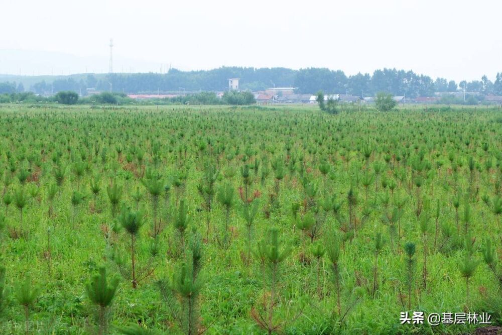 大力发展林业碳汇经济是农民增收、林业增效、国土增绿的基石