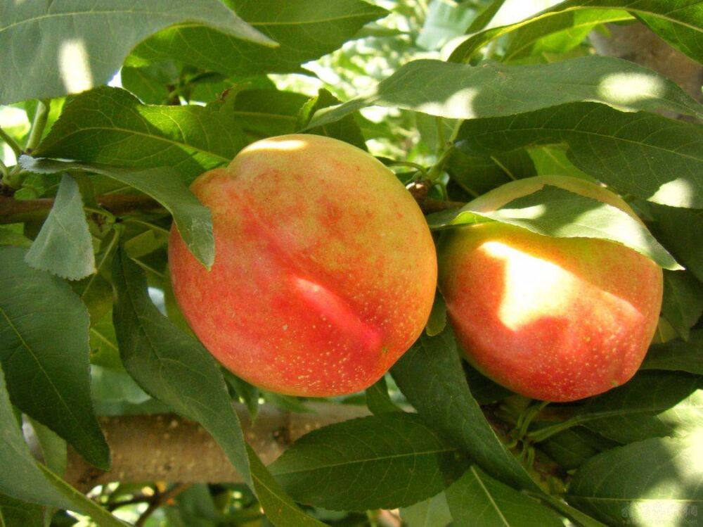 桃子被誉为“天下第一果”，还有“肺之果”之称，有5大好处