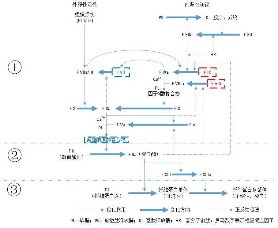 血友病：常被误认为“白血病”，如今已非不治之症，但仍需要你的