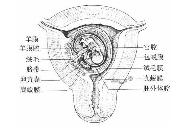 胎儿附属物胎盘、胎膜、脐带、羊水的形成与功能，你知道吗？