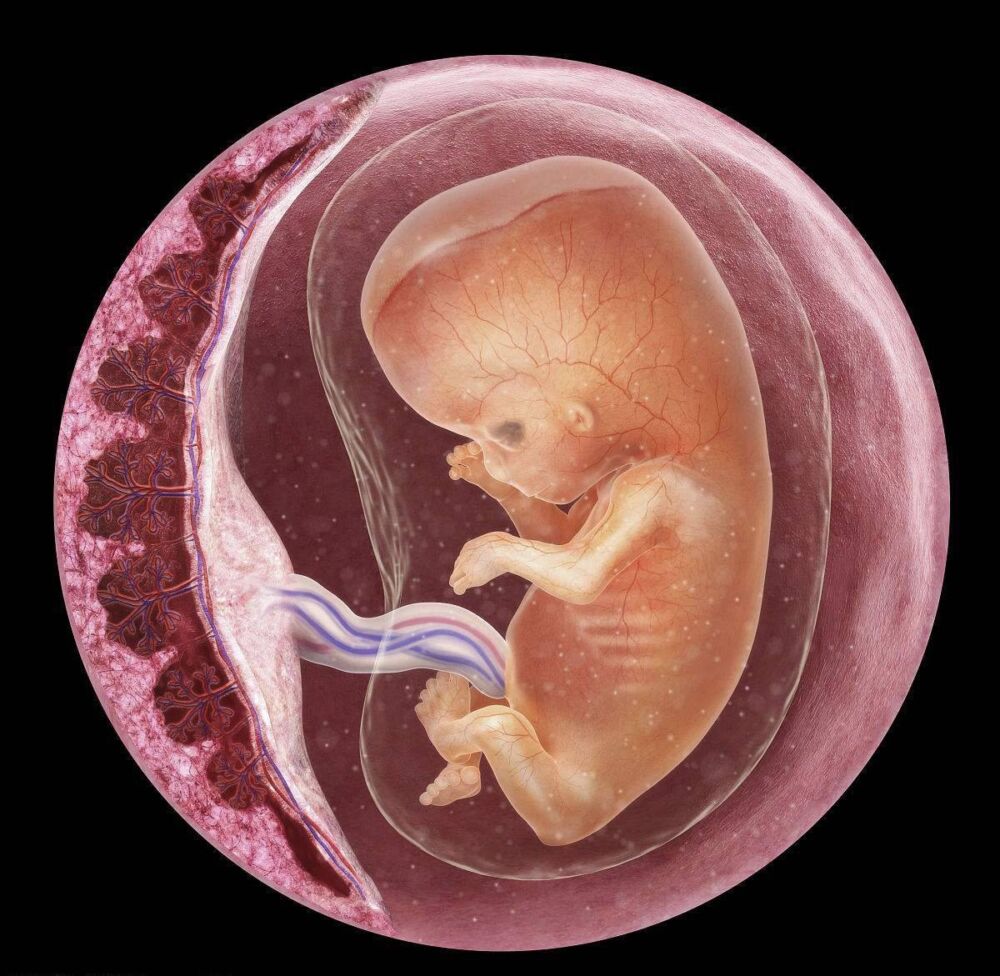 胎儿附属物胎盘、胎膜、脐带、羊水的形成与功能，你知道吗？