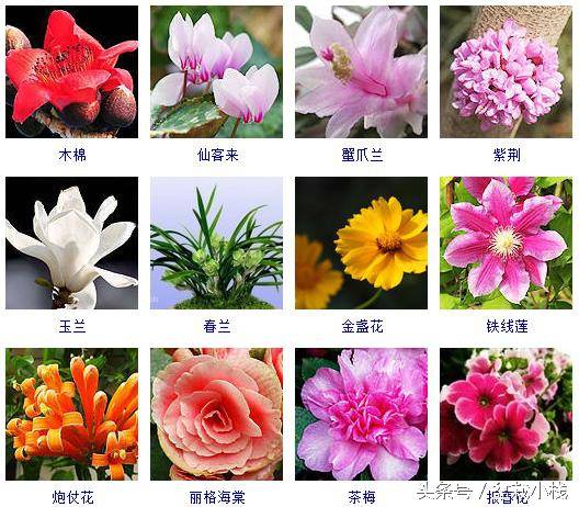 40余种常见的冬季开花的花卉，收起来提前准备吧！