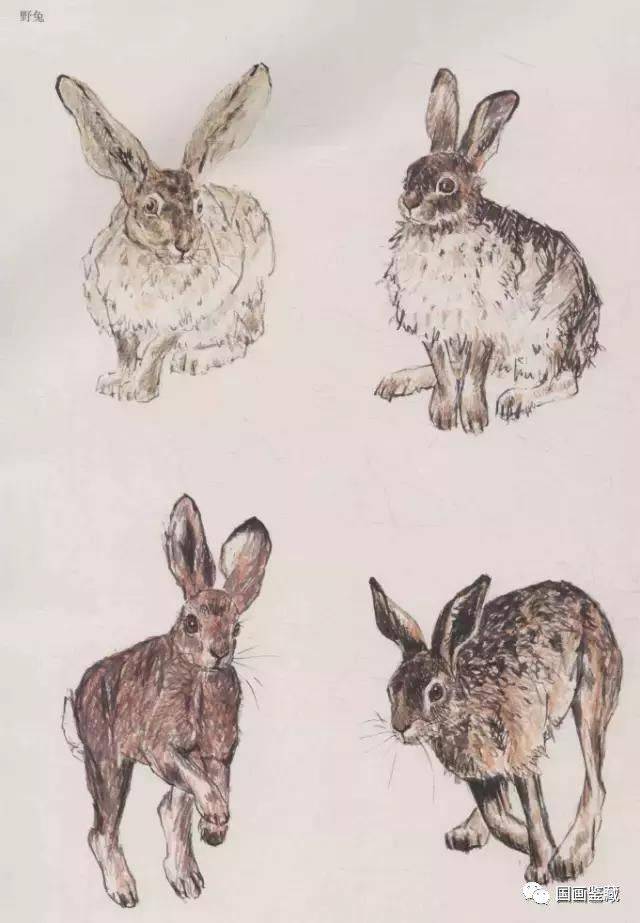 兔子的各种画法，兔子的画法大全，画兔技法解析，兔子画法步骤图