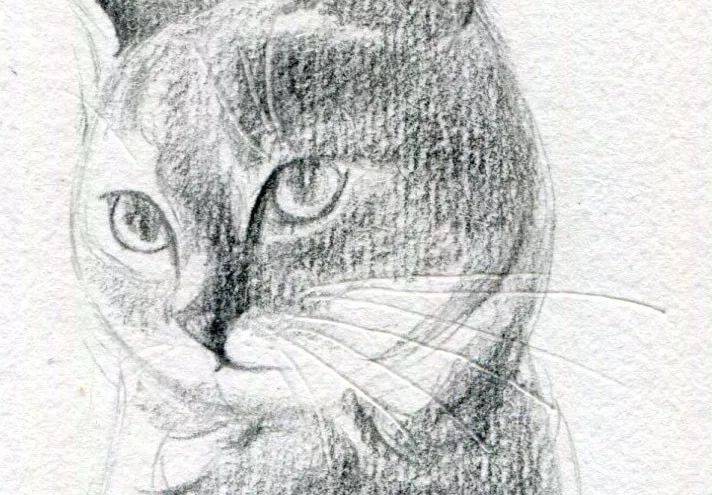 用铅笔教你画一只猫咪