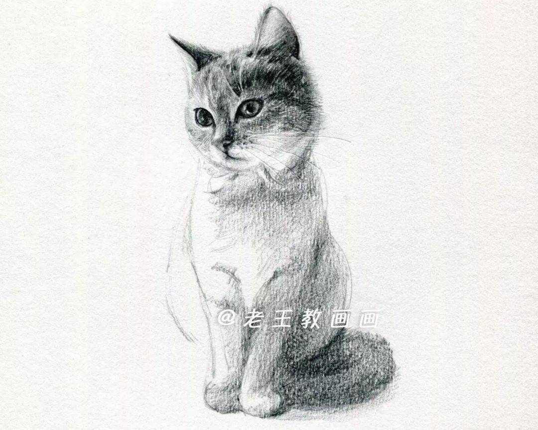 用铅笔教你画一只猫咪
