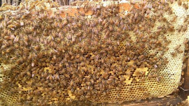 蜂蜜的来源与形成（蜂蜜是怎么）