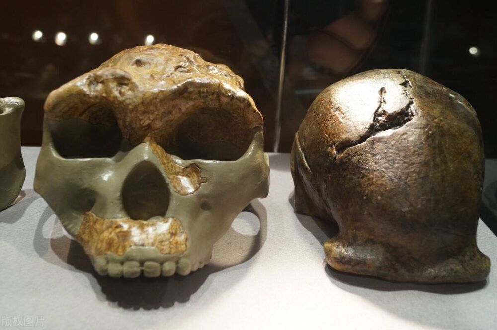 1960年代，蓝田猿人头盖骨的发现，最早的人类是什么样子？
