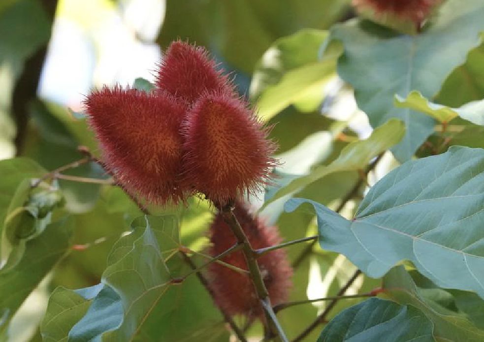 天然的色素树种——胭脂树