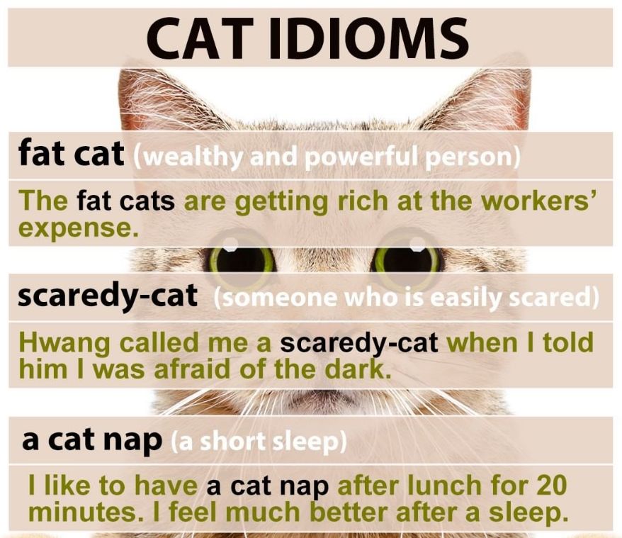 每日英语，cat（猫）的习语